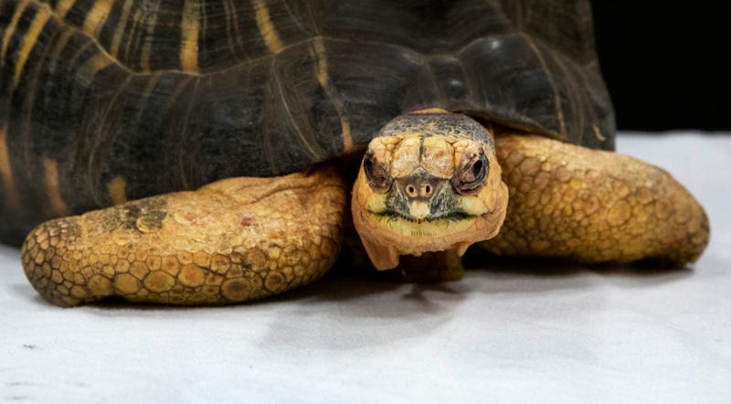 Woman steals tortoise from an Elyria pet shop.