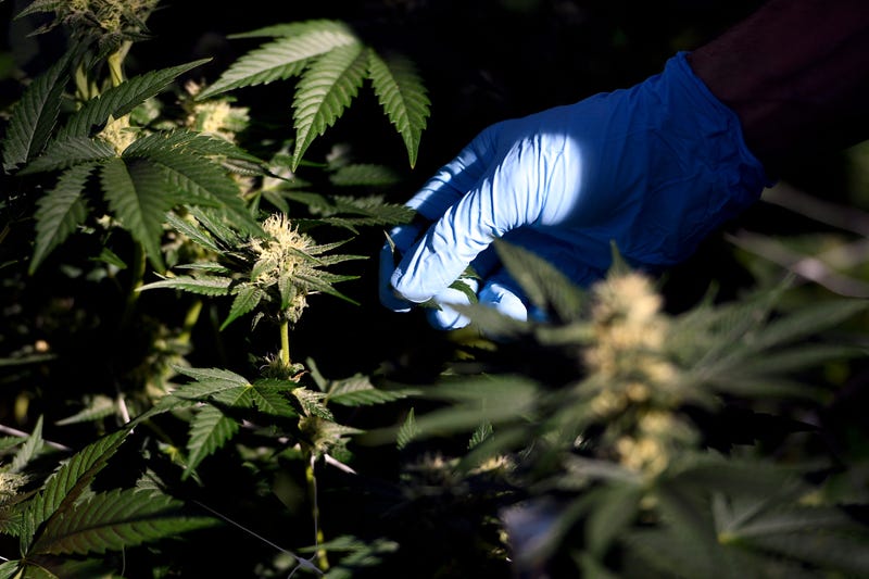 Marijuana New Jersey