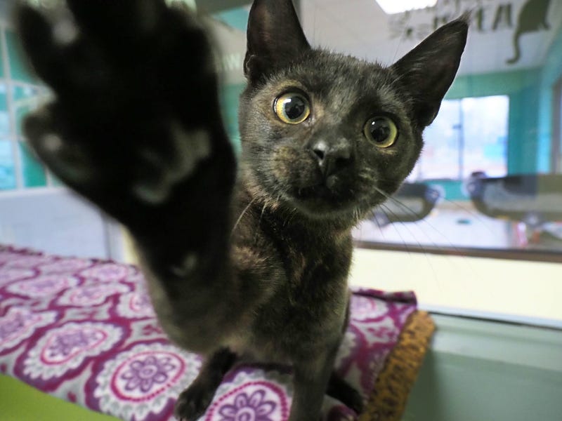Bomb threat called in so authorities could find kittens instead.