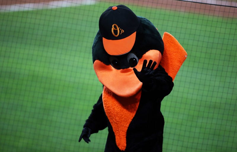 Oriole Bird