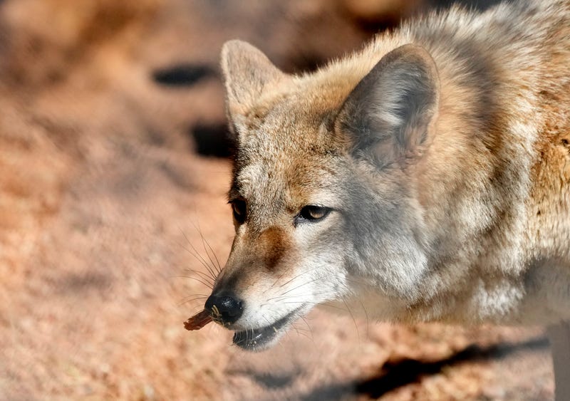 Coyote Found In CA Middle School