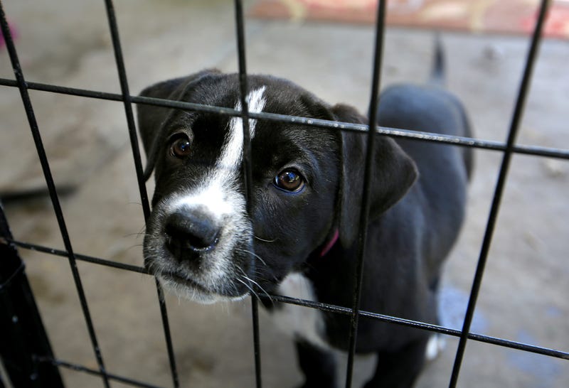 Lorain Police Donate Food To City Dog Kennels