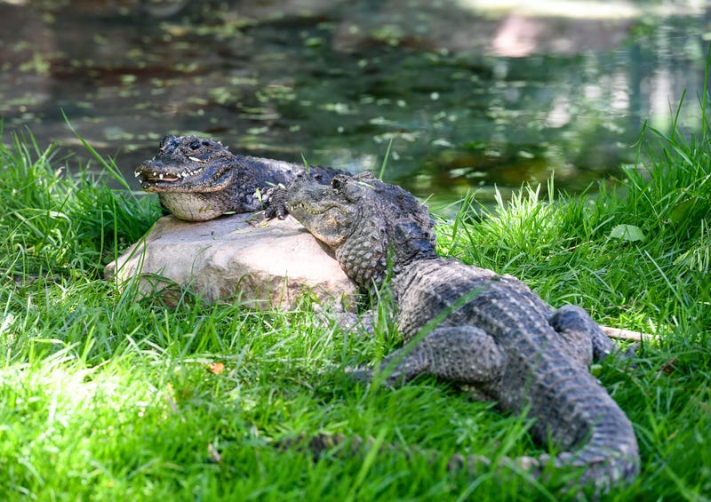 Gator Dead