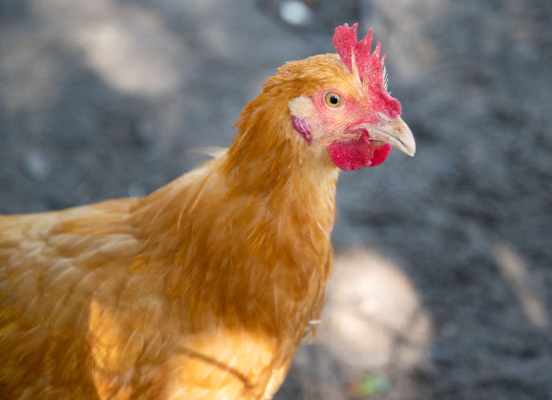 "Rent-A-Chicken" Coming To NE Ohio In April. Have Your Own Eggs.