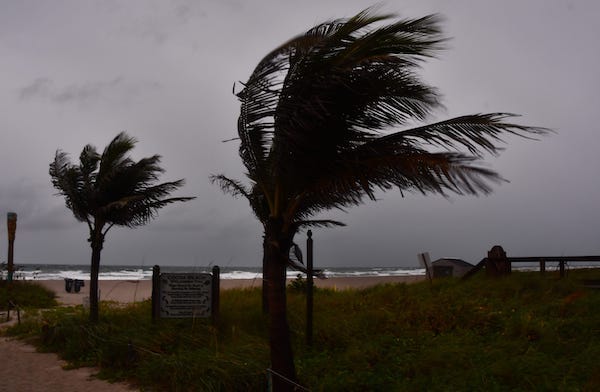 Hurricane winds blowing tree at the beach at Minutemen Causeway in Florida
