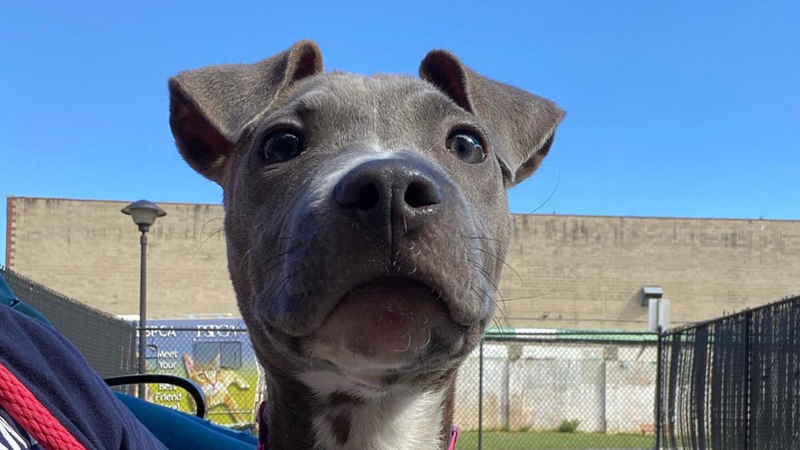 Meet Reese's Pieces, Bennett & Raven's PSPCA Pet of the Week