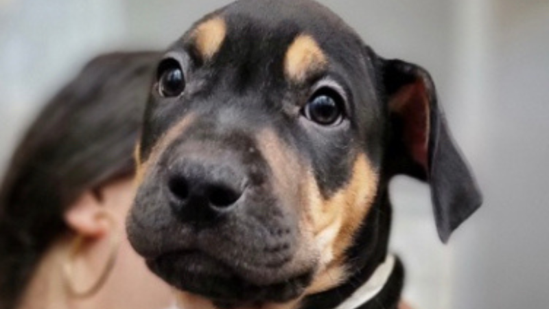 Meet Devin, Bennett & Raven's PSPCA Pet of the Week