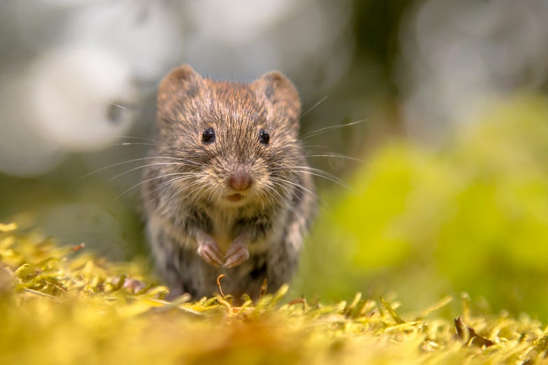 vole mouselike creature that digs holes
