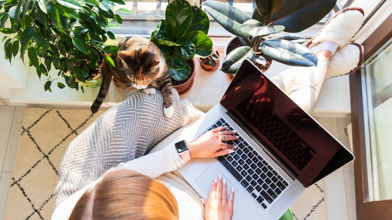 Woman freelancer sitting on armchair and putting your feet on windowsill with plants, remote works on laptop computer at sunny home office, cat nearby wants attention and to be stroked. Top view.