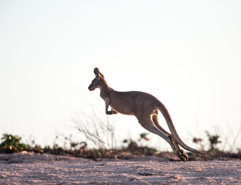 Wallaroo