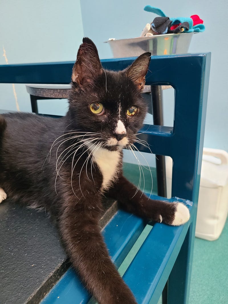 Richmond SPCA