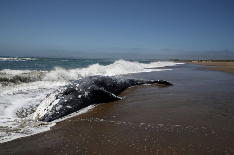 A dead Gray Whale sits on the beach at Limantour Beach on May 23, 2019 in Point Reyes Station, California. A thirteenth Gray Whale washed up dead on a San Francisco Bay Area beach as scientists try to figure what is killing the whales