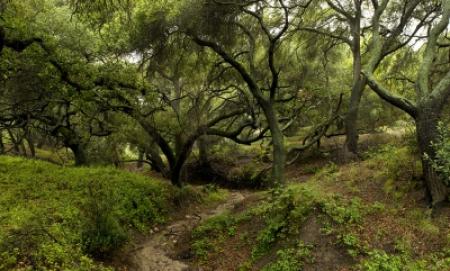 OC Parks