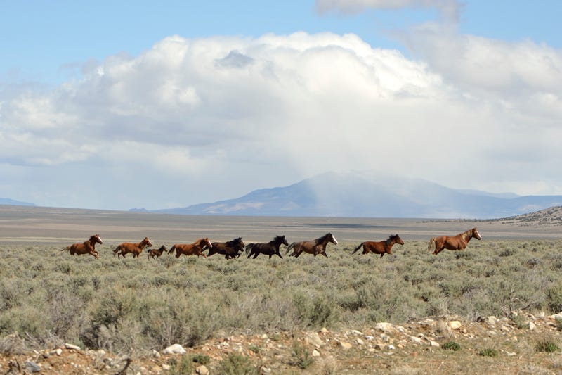 Wild horses run through the Nevada desert