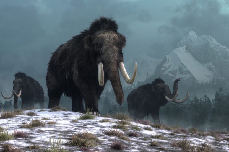 Woolly_Mammoth