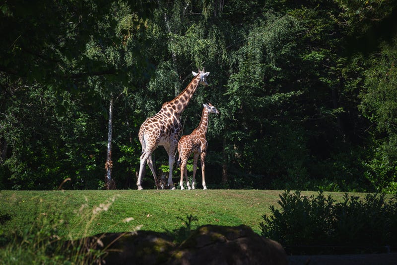 Giraffes at Woodland Park Zoo