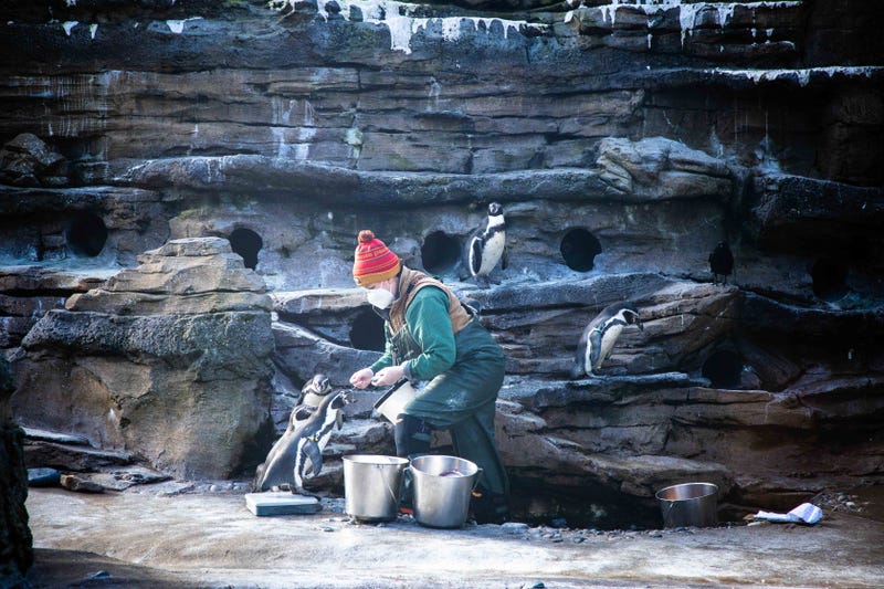 Penguins at Woodland Park Zoo