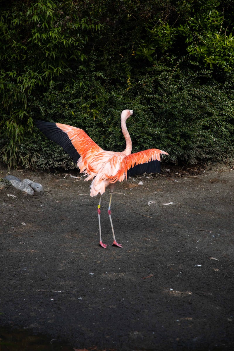 Flamingo at Woodland Park Zoo