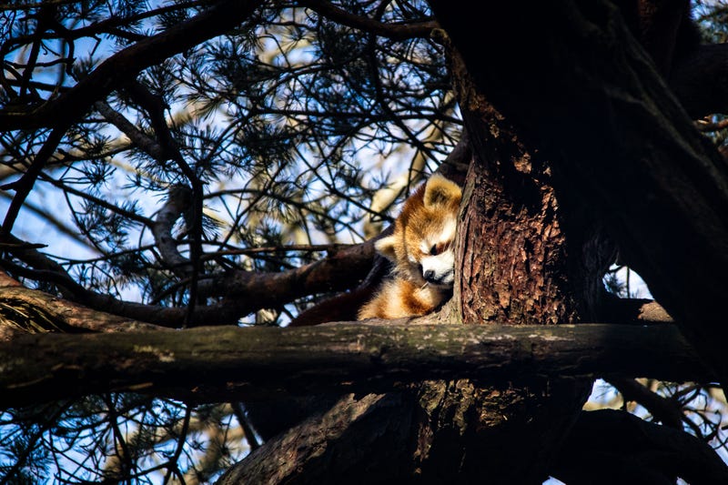 Red pandas at Woodland Park Zoo in Seattle