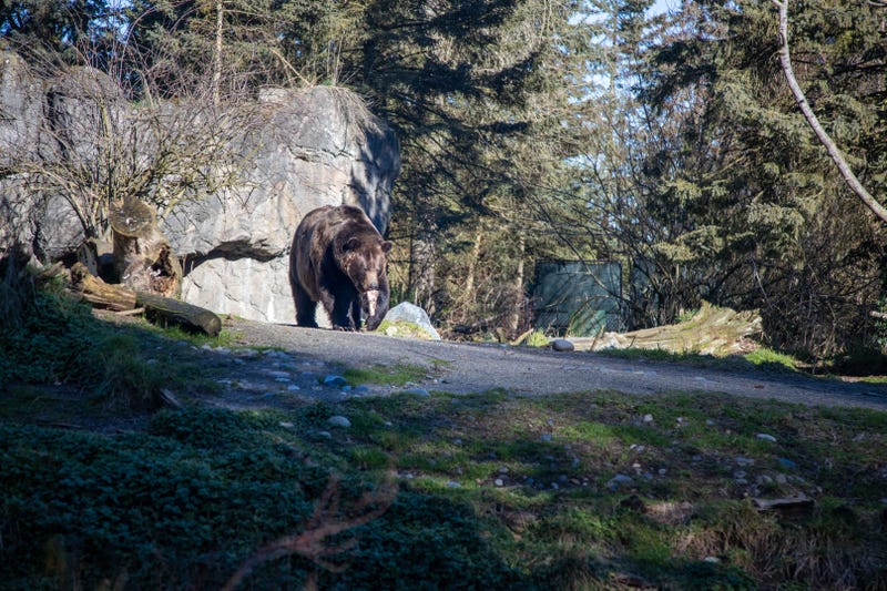Keema the brown bear at Woodland Park Zoo