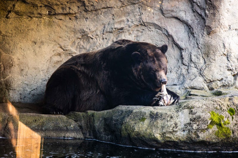 Brown bear at Woodland Park Zoo