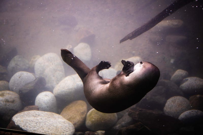 River otter at Woodland Park Zoo