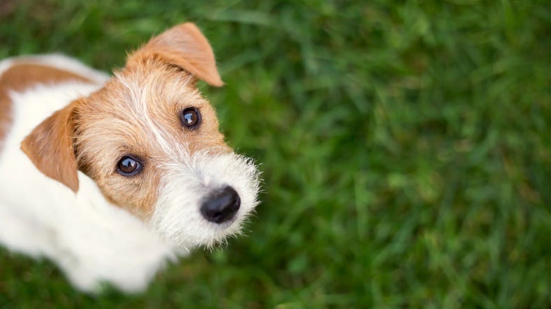 A New Dog Harness Tells You How Your Dog Is Feeling
