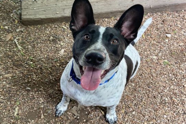 Ace @ Austin Humane Society May 2020