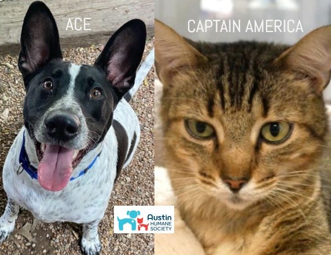 Ace & Captain America @ Austin Humane Society May 2020