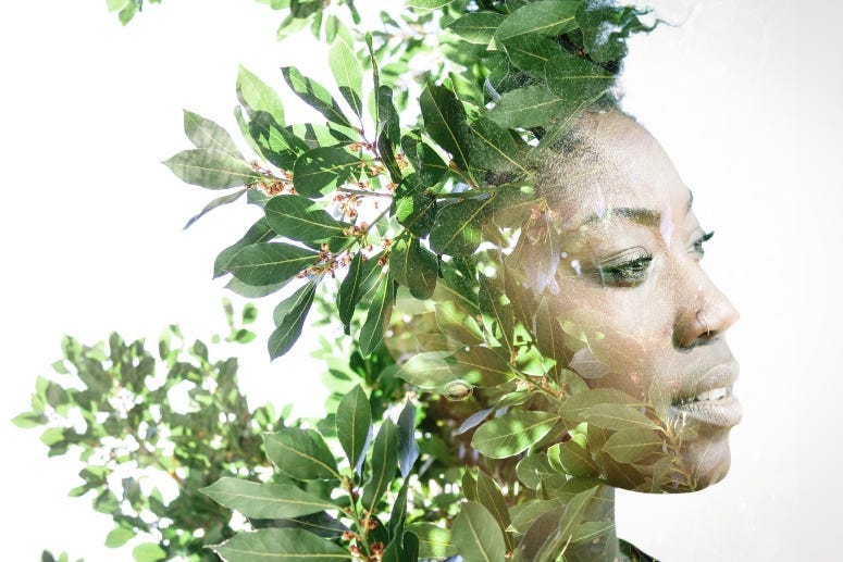 African woman Leaves Victor_Tongdee