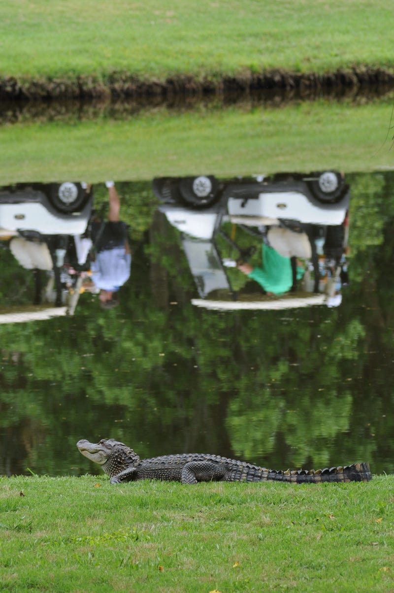 Alligator on Golf Course
