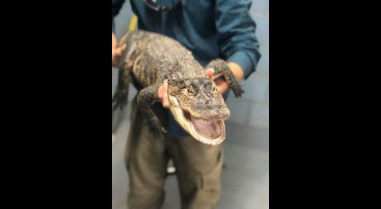 Alligator captured in Humboldt Park lagoon