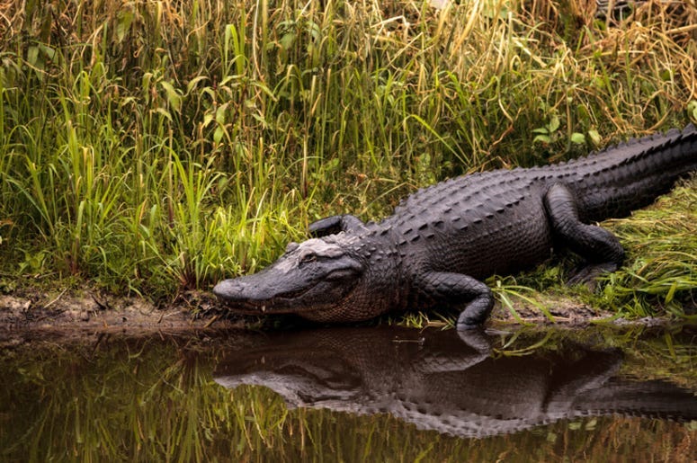 Alligator