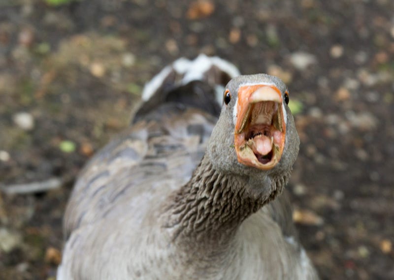 angry goose