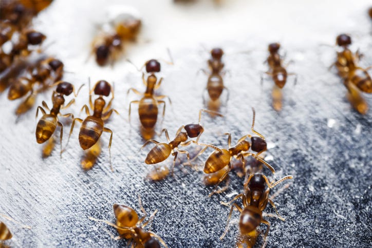 ants