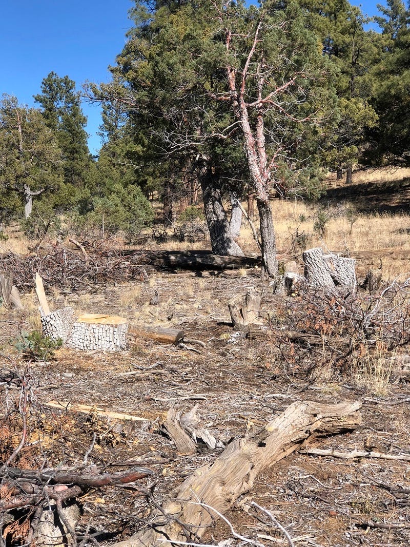 Illegal Tree Harvest