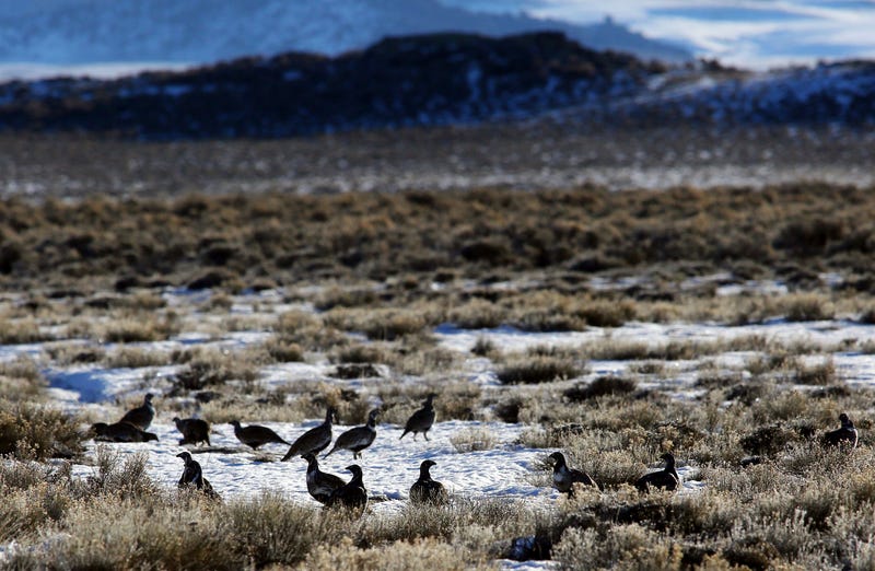 Drilling Sage Grouse