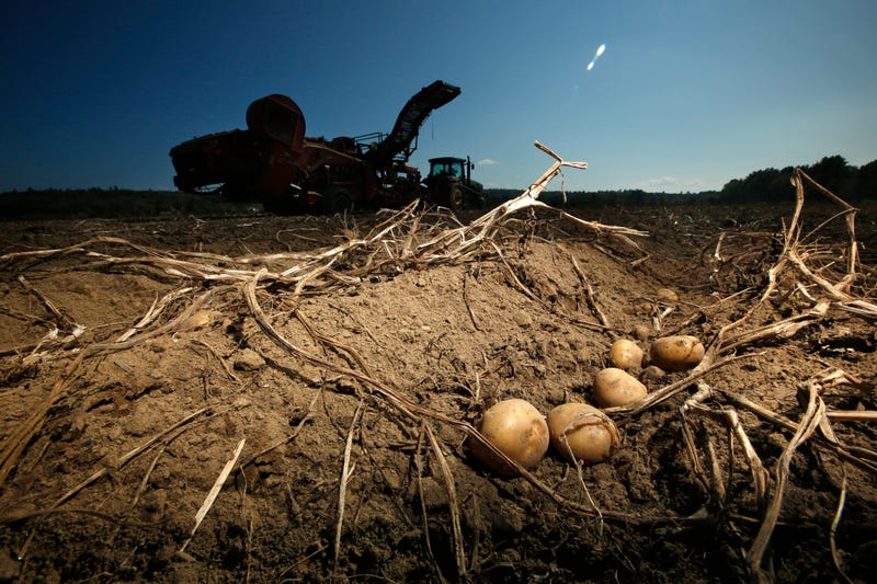 Climate Change Super Spuds