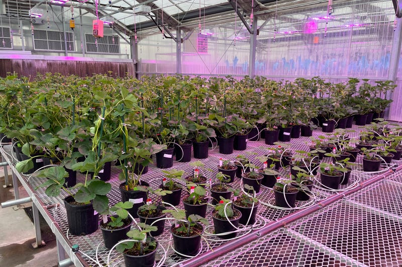 Genetically-Modified Strawberries