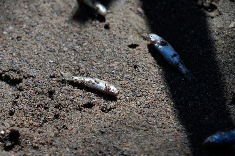 Endangered Minnow Rio Grande