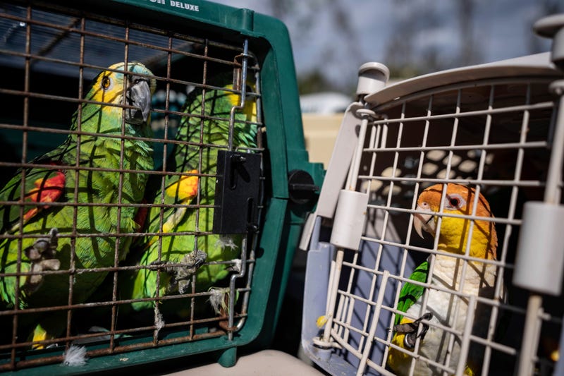 Tropical Weather Parrots