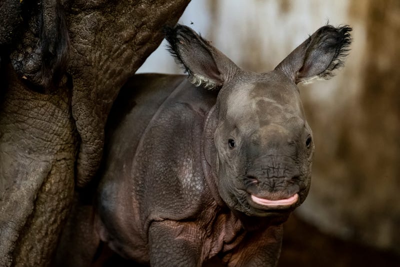 Poland Zoo
