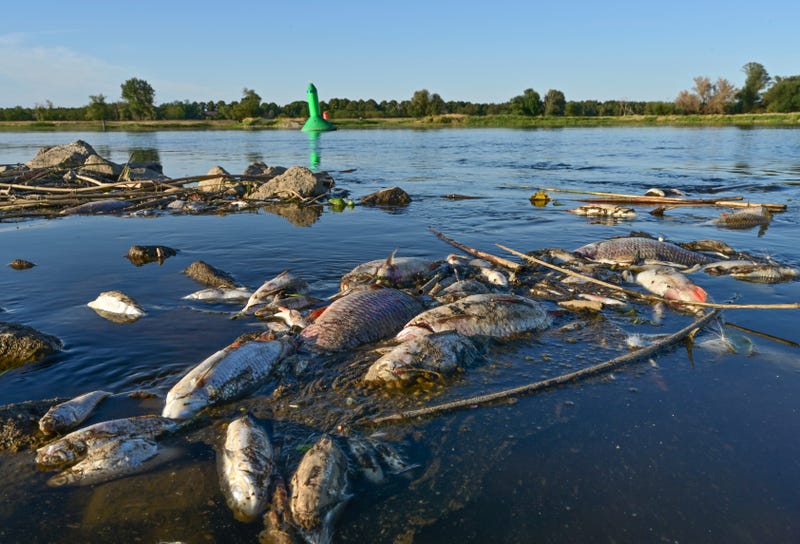 Germany Poland Polluted River