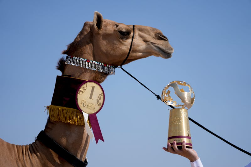 MUNDIAL CAMELLOS