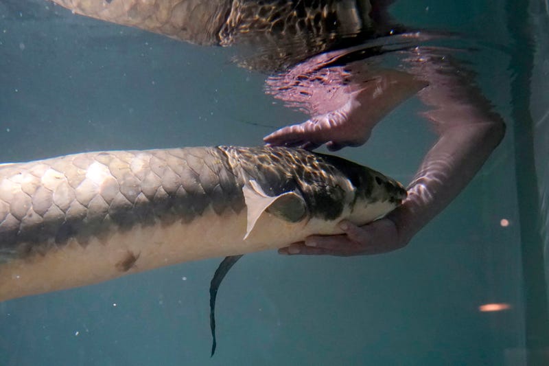 California Oldest Fish