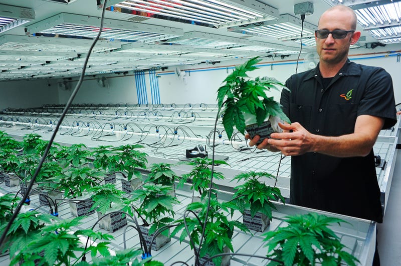 Election 2020-Marijuana Legalization