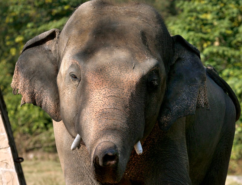 Pakistan Loneliest Elephant
