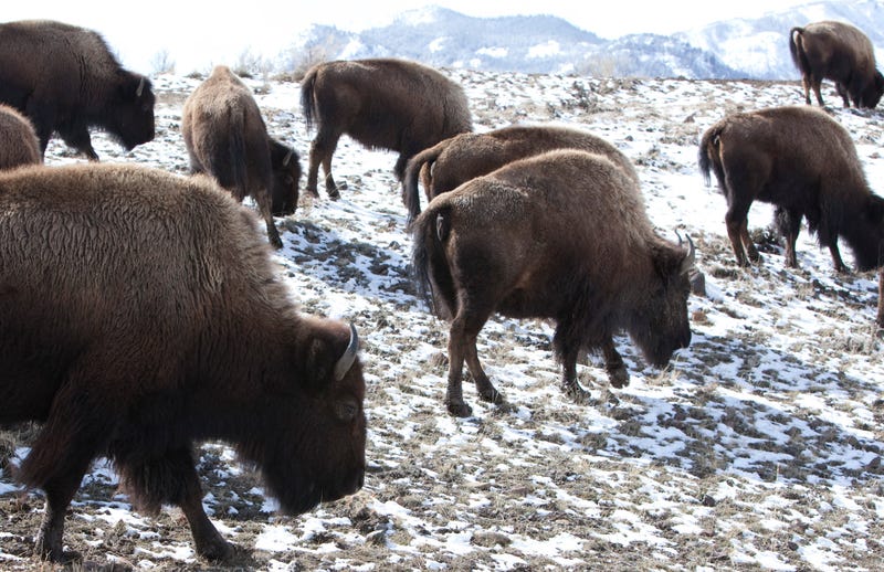 Yellowstone Bison