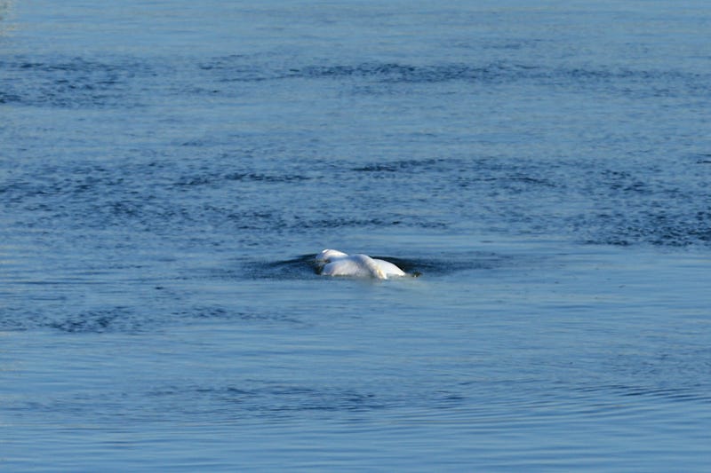 France Whale in Seine