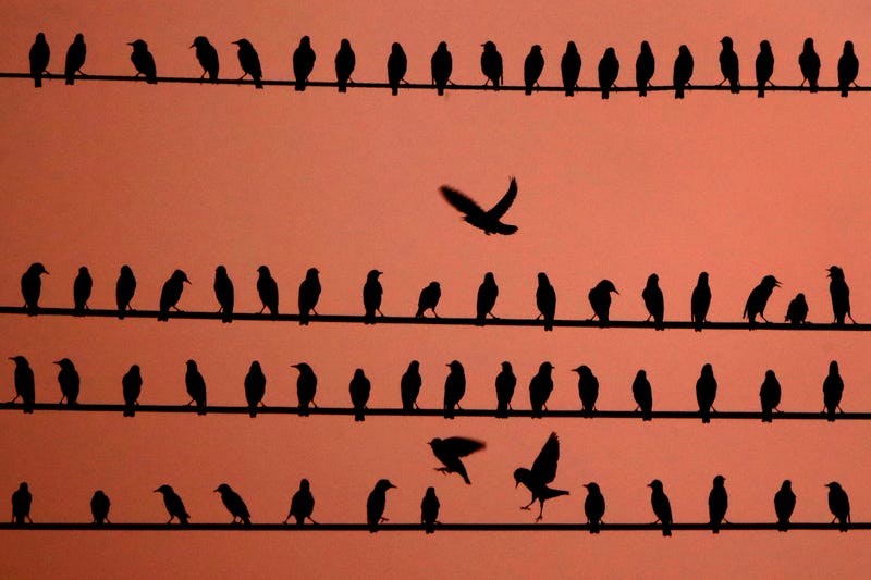 Trump-Bird Deaths